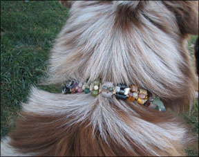 Dog Collar with Healing Crystals