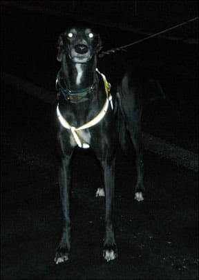 Harness by Dog E Lites