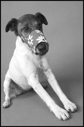 Dog Muzzle