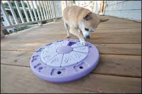 Best Interactive Dog Toy and Puzzle Game