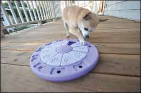 Best Interactive Dog Toy and Puzzle Game