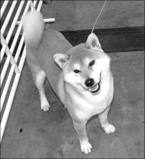 Japanese Dog