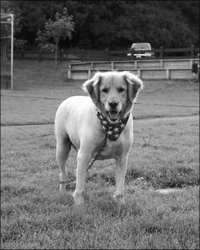 Golden Retriever