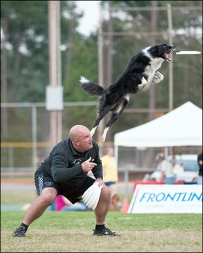 Disc Dog Competitions
