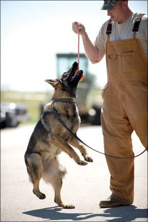 Training Police Dogs Using Positive Methods
