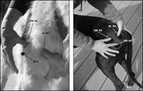 Canine Accupressure Points