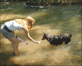 Canine Swimming