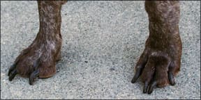 Trimming A Dog's Nails