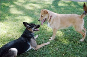 Dog Behavior and Body Language 