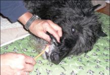 palliative care for dogs