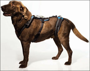 Help ‘Em Up Harness from Blue Dog Designs