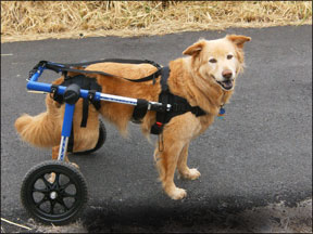 Handicapped Pets’ Walkin’ Wheels