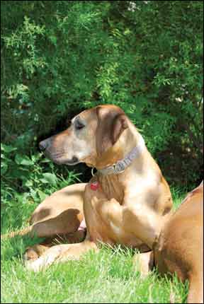 old rhodesian ridgeback