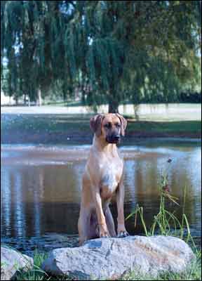 Revodana Ridgebacks