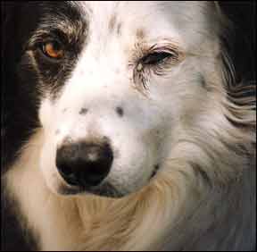 Dog medicine discount for conjunctivitis
