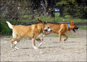 Mixed-Aged Dog Pack
