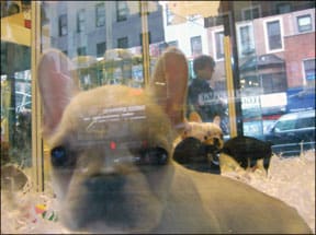 A French Bulldog puppy looks through the window of a pet store; people looking at the puppy are reflected in the window