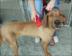 A hound dog is being scanned for a microchip at an animal shelter