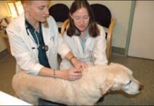 Pet health insurance can help you manage critical and emergency care for your dog.