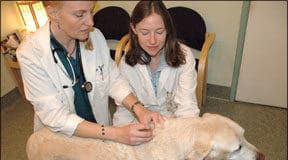 Pet health insurance can help you manage critical and emergency care for your dog.