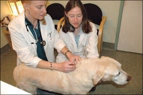 Pet health insurance can help you manage critical and emergency care for your dog.