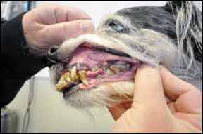 Canine Dental Health