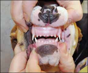 Canine Dental Health