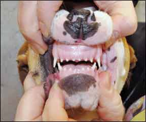 Canine Dental Health