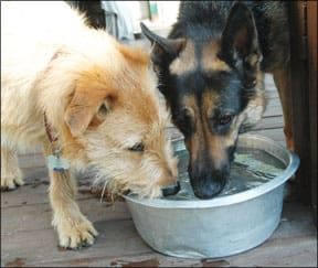 Best dog food to prevent best sale bladder stones