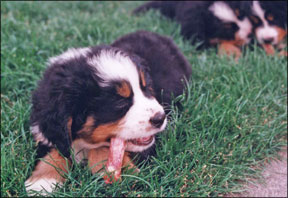 Puppies and Raw Food Diets