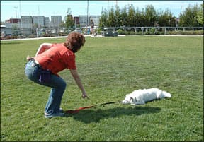 Dog Training Techniques