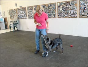 Positive Dog Training