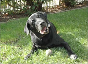 Vestibular Disease in Older Dogs