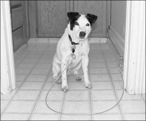 Dog Greeting Training