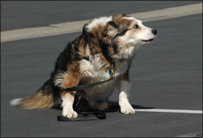 Vestibular Disease in Older Dogs