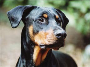 Doberman mix