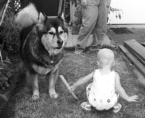 dogs and babies