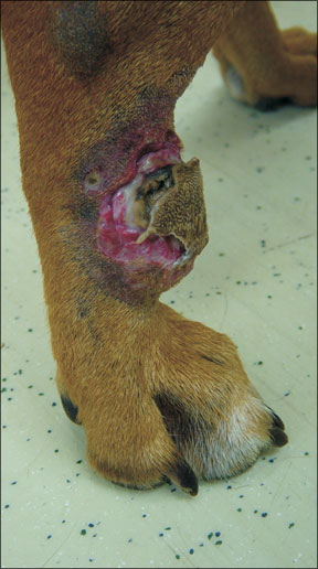 Canine Cancer Treatment