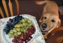 Dog Dangers