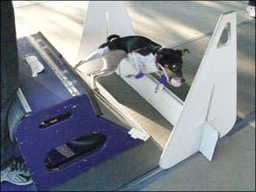 High-Energy Canine Competitions