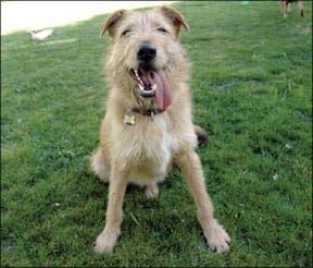 DNA Testing for Mixed Breed Dogs Whole Dog Journal