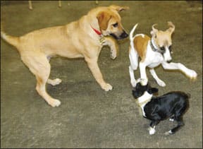 Small Dog Breeds Training