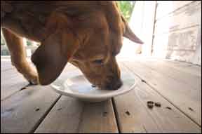 Manage Your Dog’s Diabetes Through Proper Diet