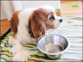 Manage Your Dog’s Diabetes Through Proper Diet