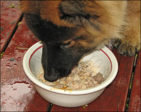 Feeding Your Dog a Home Prepared Diet
