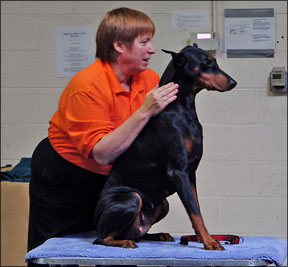Dog Chiropractic Care