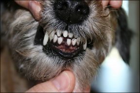 Extensive Canine Dental Surgery