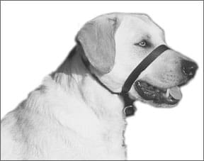 Head Collars