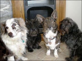 Dog Bowl As a Training Tool