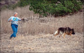 Canine tracking sale